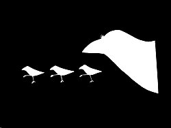 crows